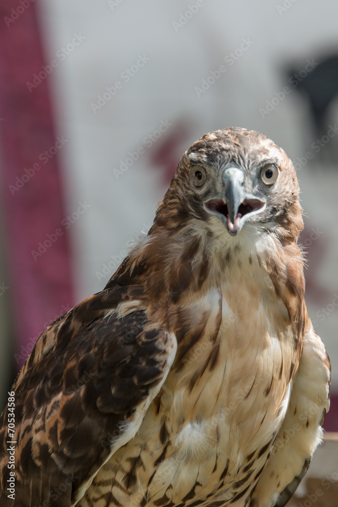 Red Tail Hawk 1 Red Tail Hawk 1