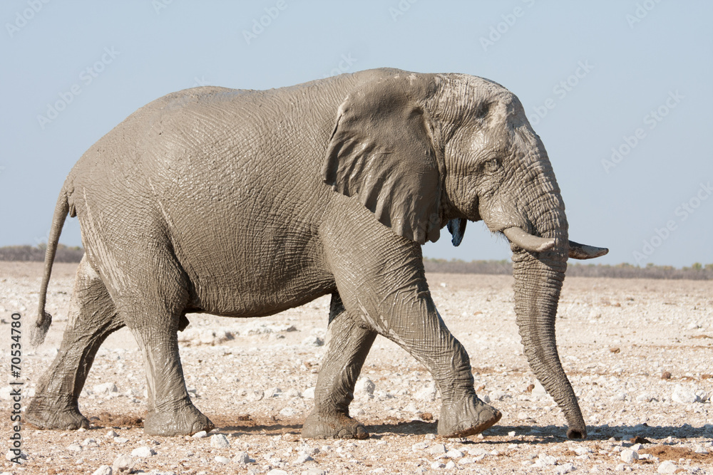 elephant back