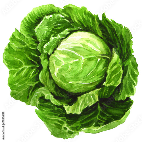 Leinwand Poster watercolor cabbage isolated on white