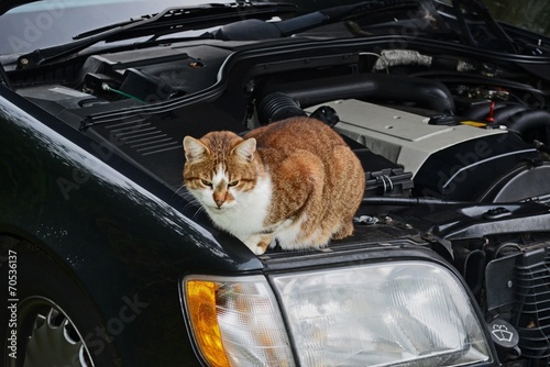 Katze auf einem Auto / Kater im Motorraum photo