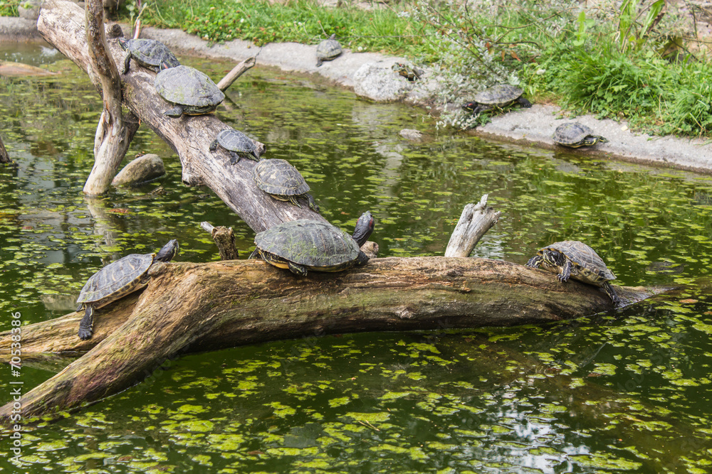 Obraz premium turtles on a log in a pond