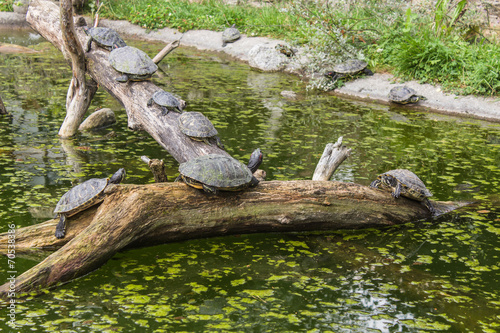 turtles on a log in a pond
