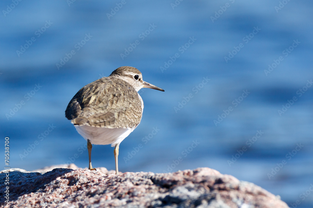 Actitis hypoleucos, Common Sandpiper. Actitis hypoleucos, Common Sandpiper.