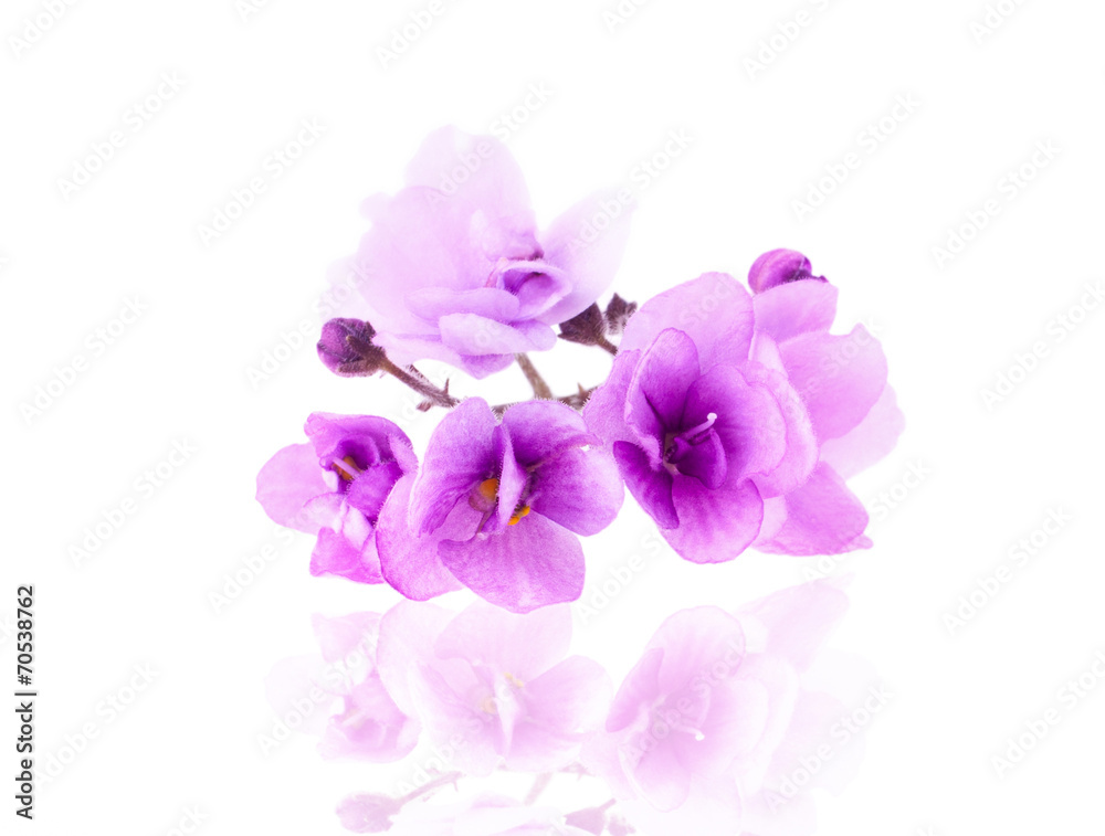 Purple Delicate Violet Flower