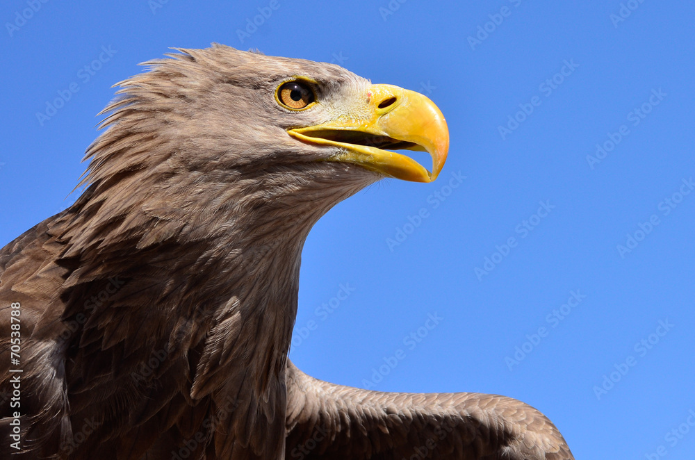 Steinadler in Deutschland Steinadler in Deutschland