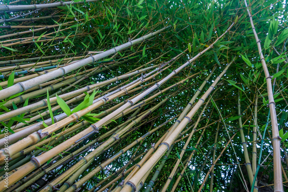 Naklejka premium Bamboo