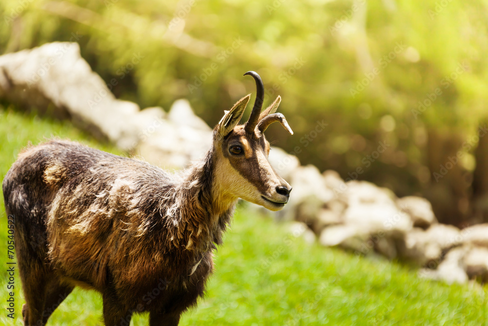 Chamois in the mountains Chamois in the mountains