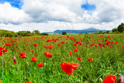 Fototapeta Naklejka Na Ścianę i Meble -  Many poppies flowers in Italy