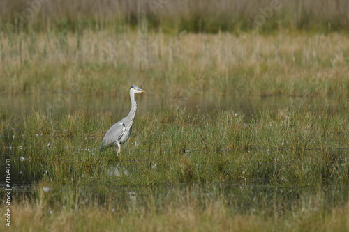 Obraz na plátně Graureiher (Ardea cinerea) im Moor