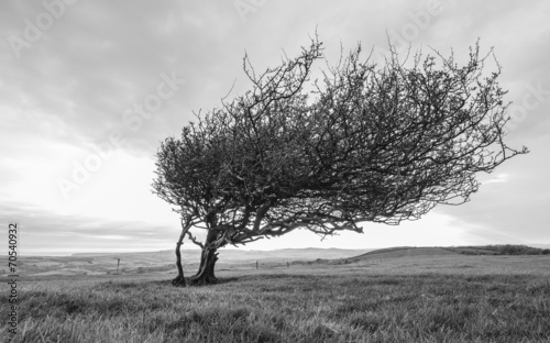 Lone tree on a hill