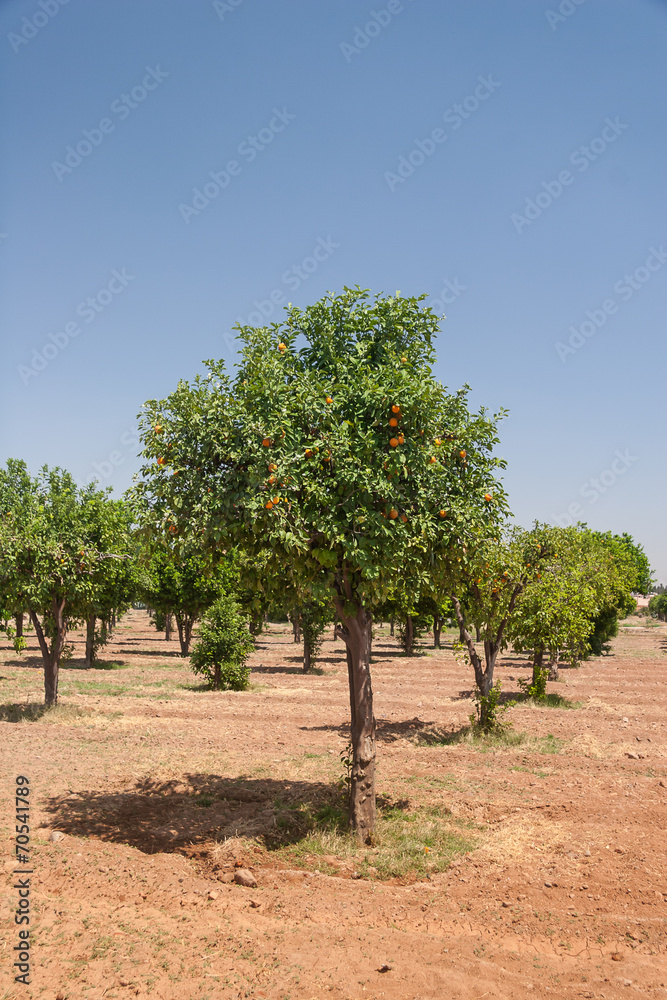 Orange trees - Citrus sinensis