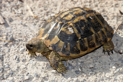 Herman's Tortoise - Testudo hermanni © wildlifesnapper