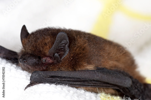 Common Pipistrelle - Pipistrellus pipistrellus