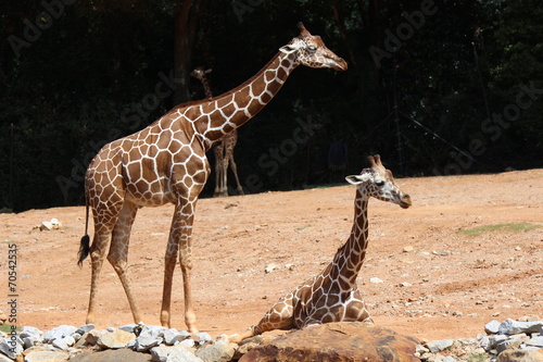 Photography Giraffes