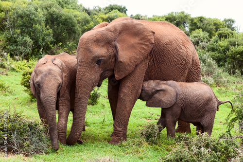 Mother Elephant