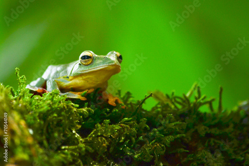 yellow frog on moss © Visanuwit