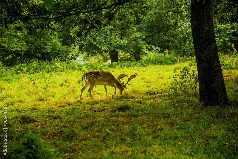 deer deer