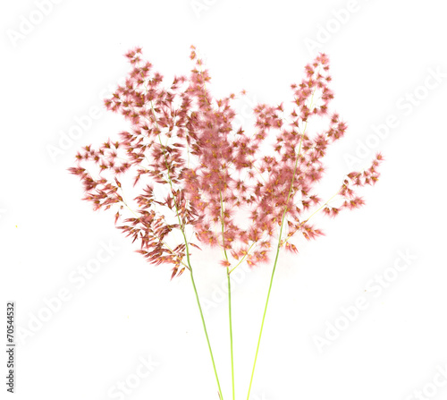 Grass flower