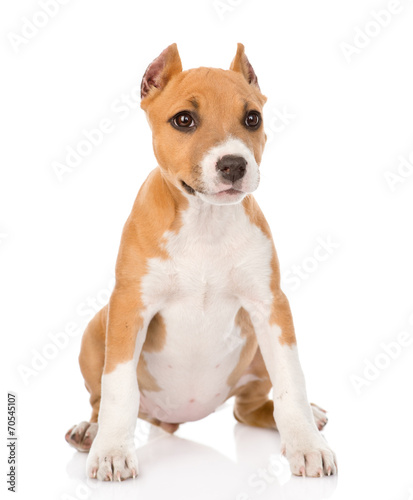 staffordshire terrier puppy sitting in front. isolated on white