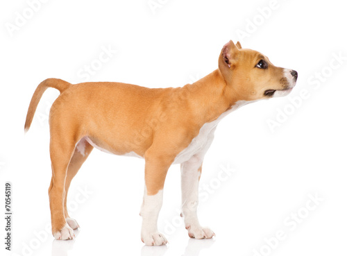 staffordshire terrier puppy standing in profile. isolated on whi
