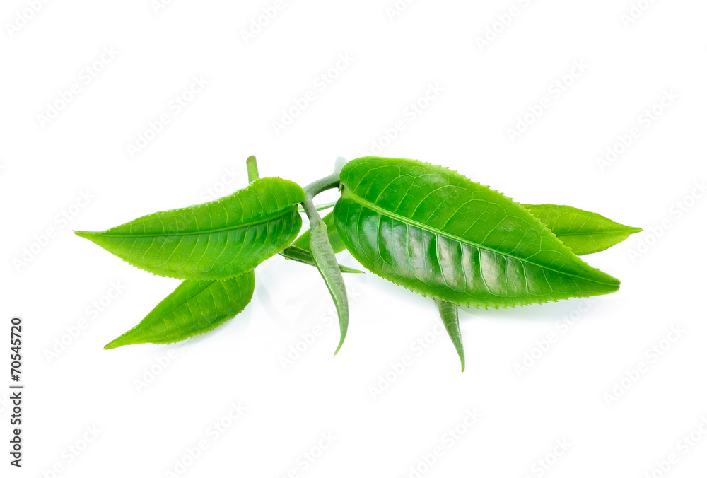 Naklejka premium tea leaf isolated on white background