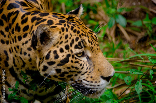 jaguar face closeup © Fotos 593