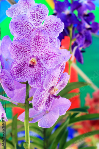 purple orchid vanda flowers