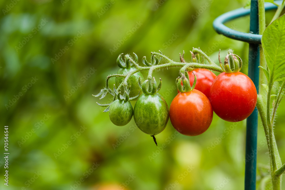 Red and green cherry tomatoes