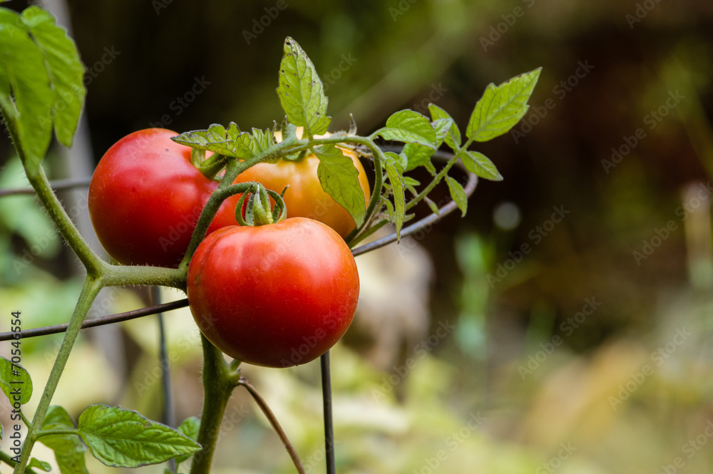 Red ripe tomato in the garden