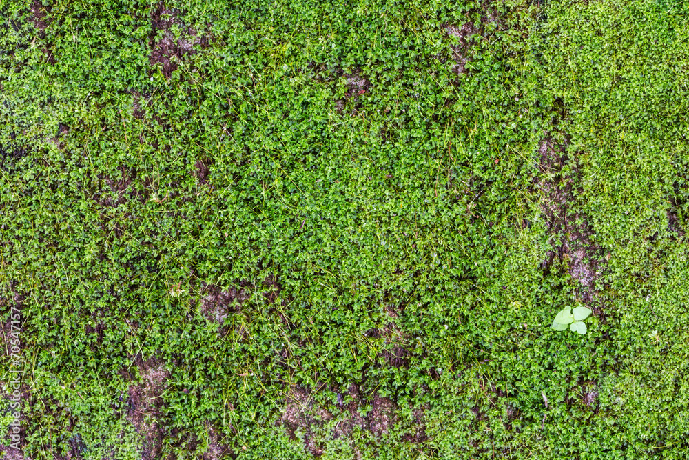 Green moss background close up Green moss background close up