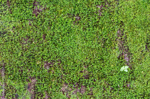 Green moss background close up