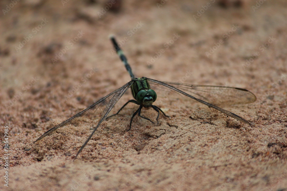 Dragonflies are the afternoon sun