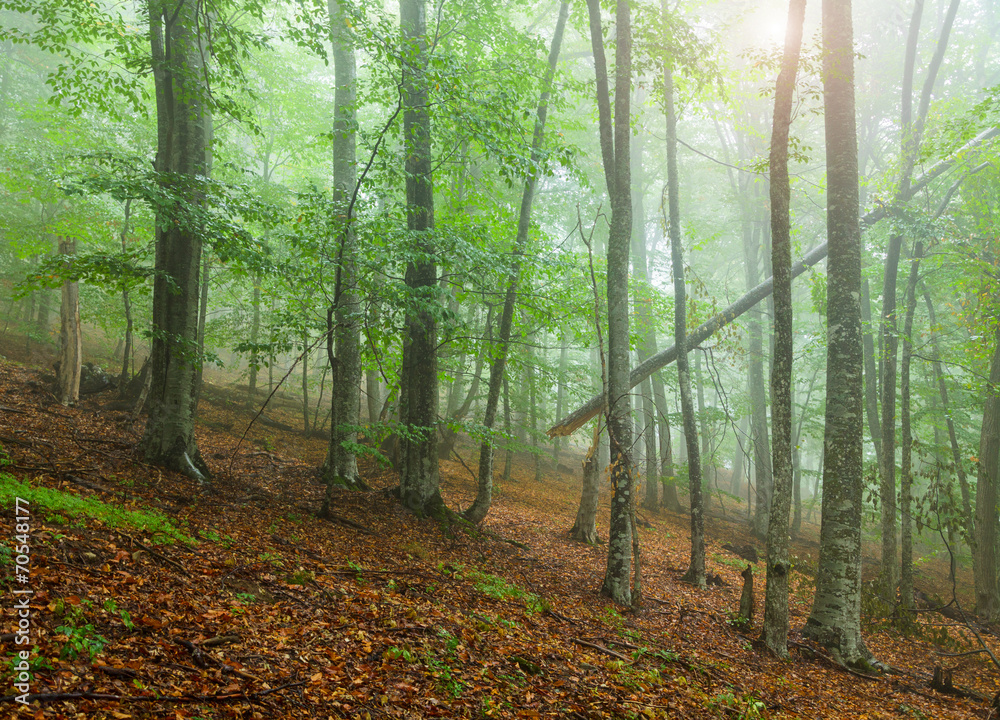 Fototapeta premium Beautiful forest