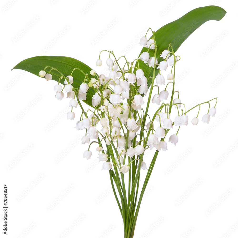 Fototapeta premium Convallaria majalis flowers
