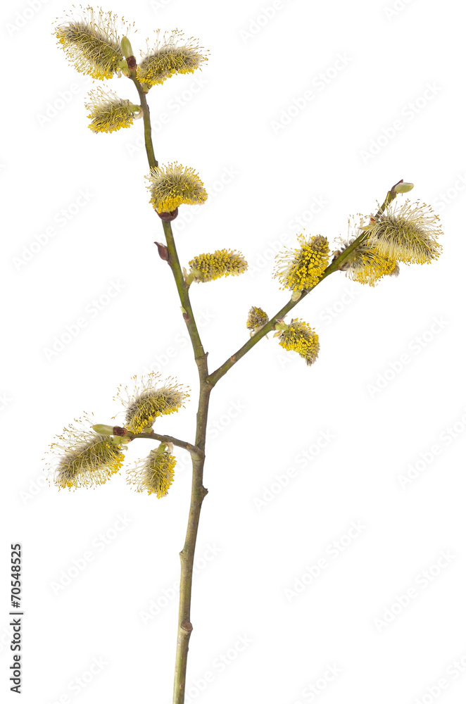 Salix branch isolated on white background Salix branch isolated on white background
