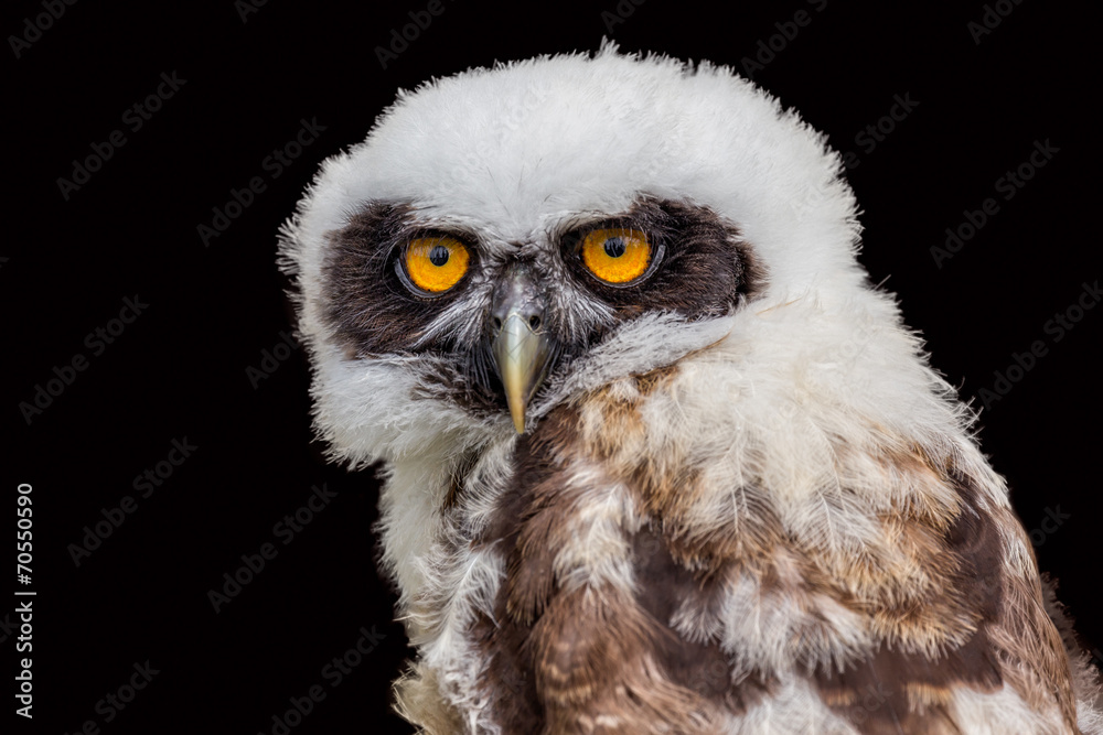 Fototapeta premium Portrait of young spectacled owl