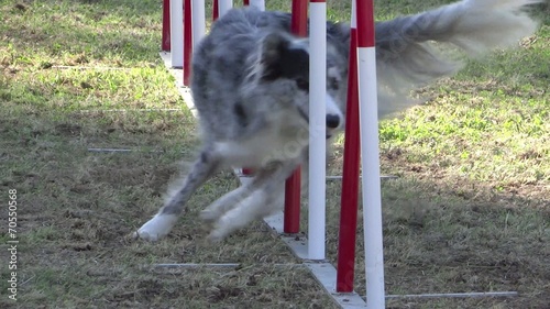 dog agility, weave poles