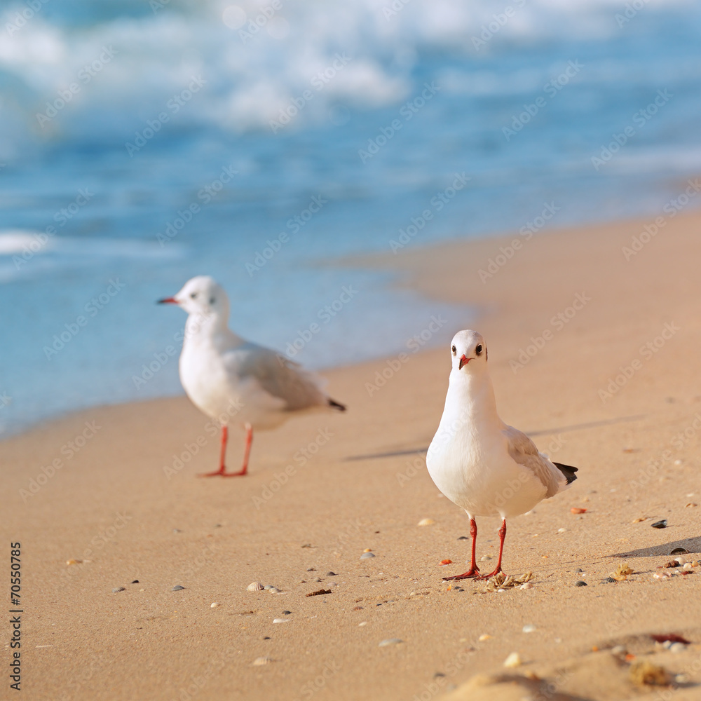 Fototapeta premium seagulls, sea and sandy beach
