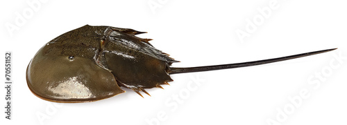 Californian Horsehoe Crab on white background photo