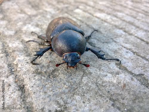 Female stag beetle on concrete surface