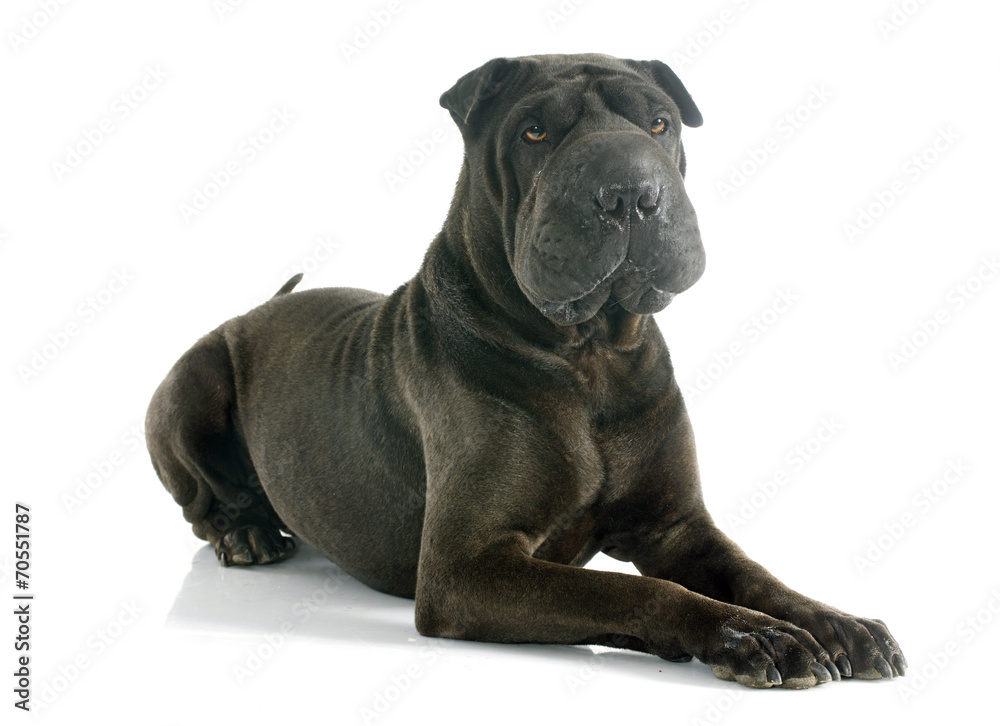 Obraz premium shar pei