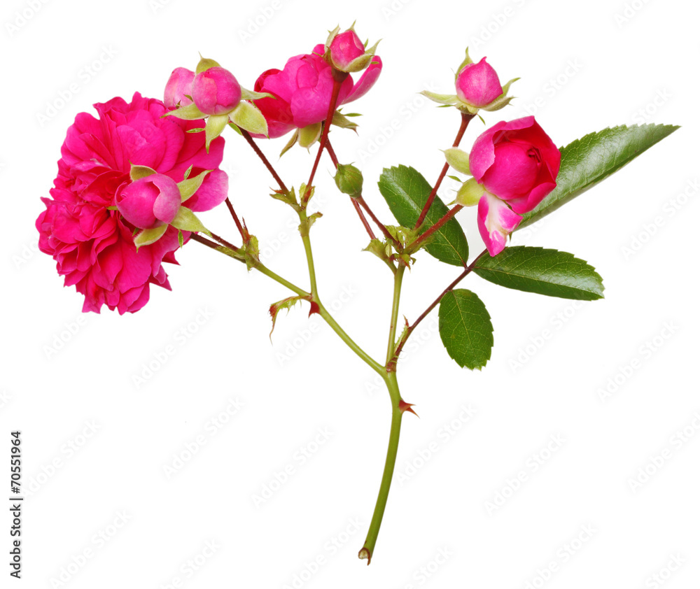 Pink rose flowers twig isolated