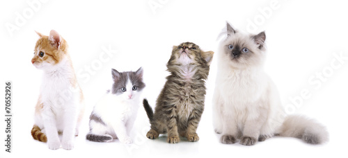 Collage of cute cats isolated on white