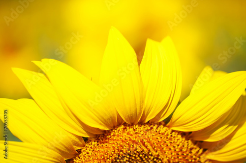 Fototapeta Naklejka Na Ścianę i Meble -  Beautiful sunflower in field