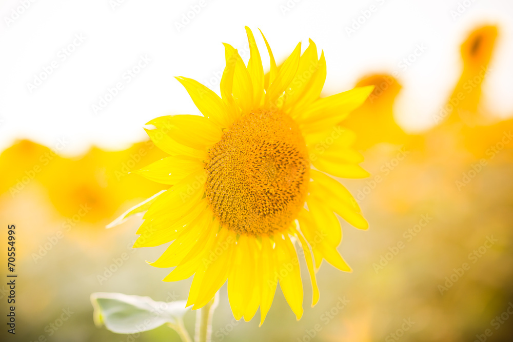 Obraz premium Sunflower field