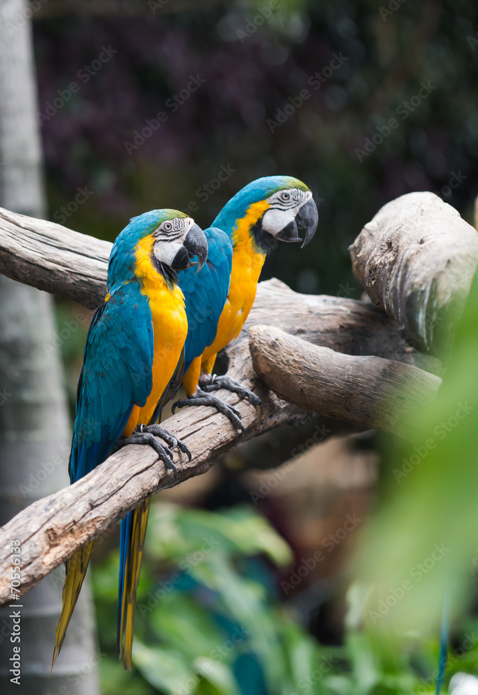 blue macaw parrot stand on branch
