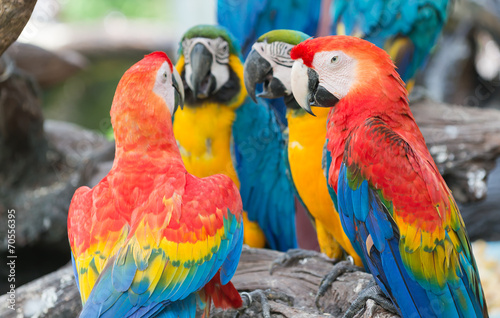colorful of macaw parrots © kwanchaichaiudom