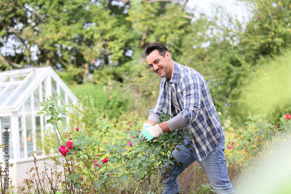 Fototapeta premium Man in botanic garden cutting roses