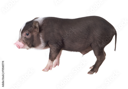 Pig isolated on a white background. ( Pot-bellied pig )