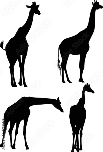 four giraffe silhouettes isolated on white